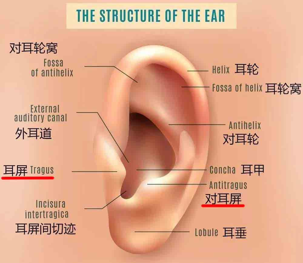 耳轮在什么位置图片