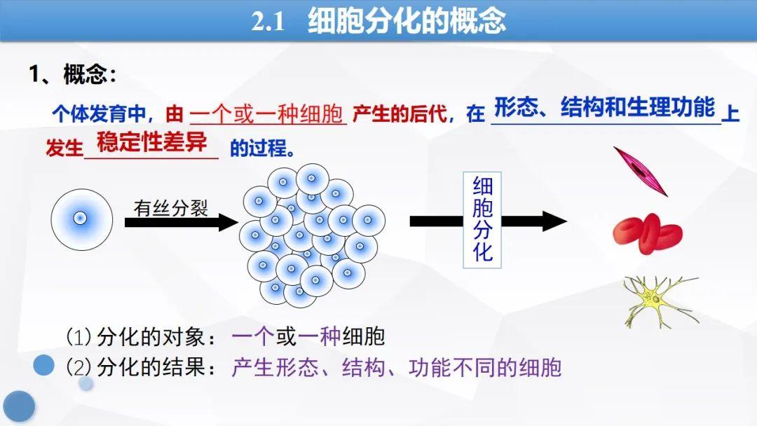 【课件分享】人教版新教材：6.2细胞的分化 - 知乎