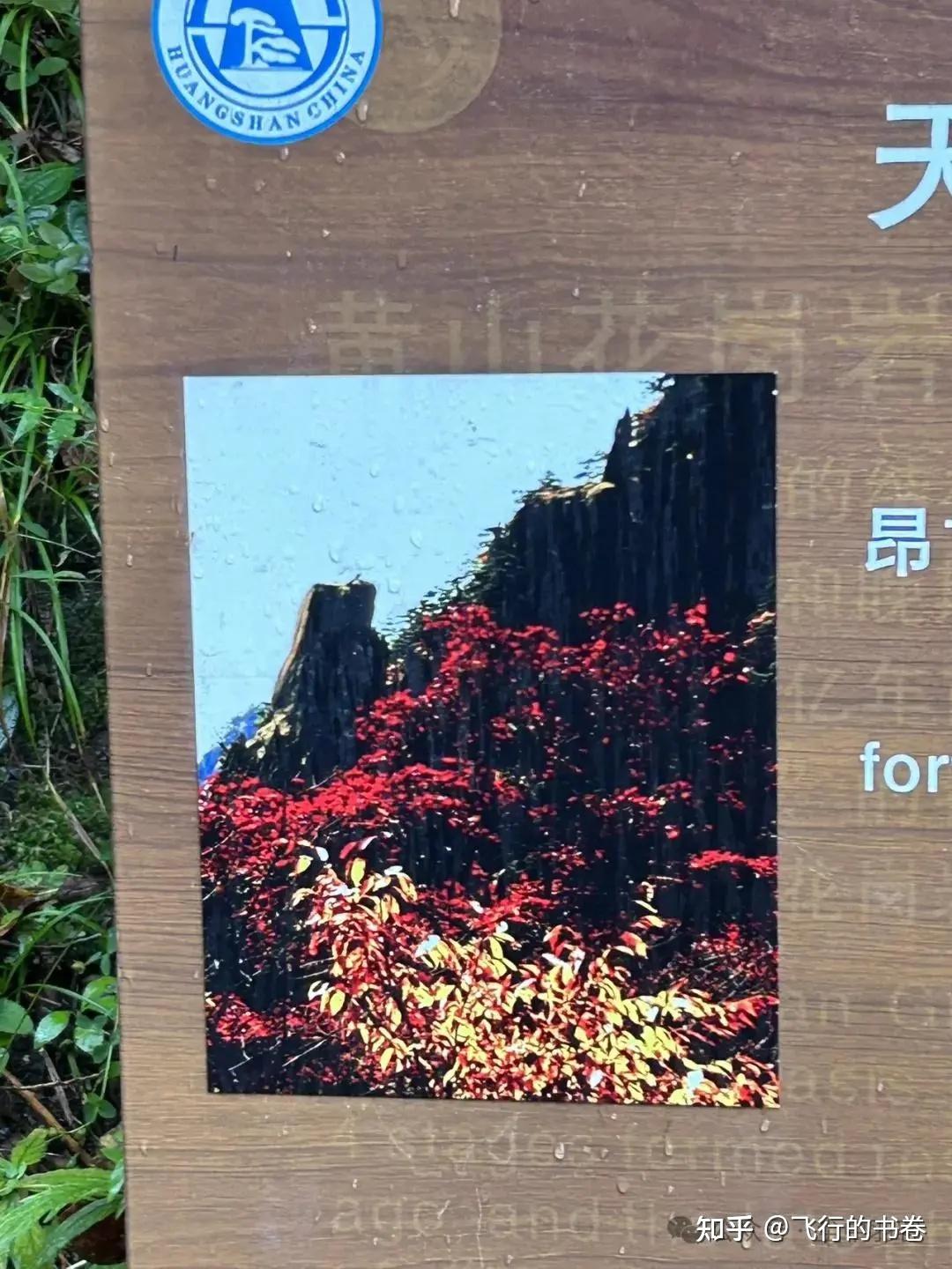 黄山雨中独行记(一):从云谷寺徒步到白鹅岭,一路有啥美景? - 知乎
