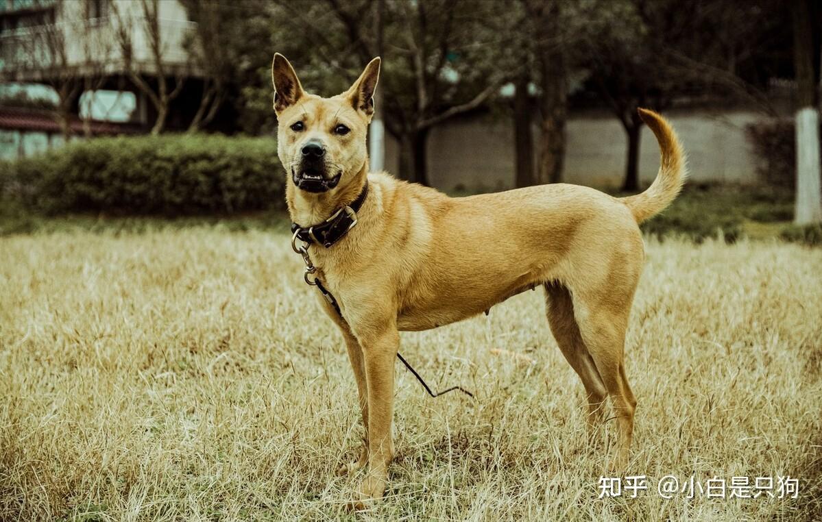 网友票选八大“帅狗”,你最pick哪个? - 知乎