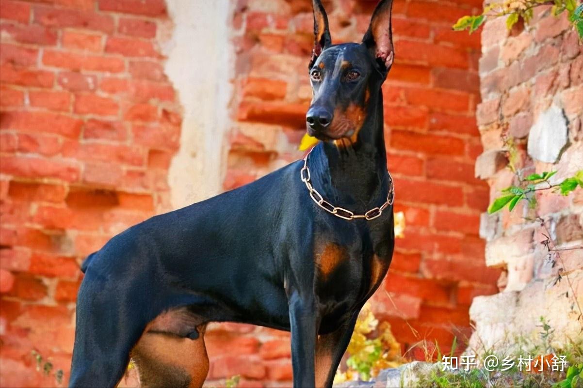 ФОТО: Самая опасная порода собак в мире — Gorodprizrak