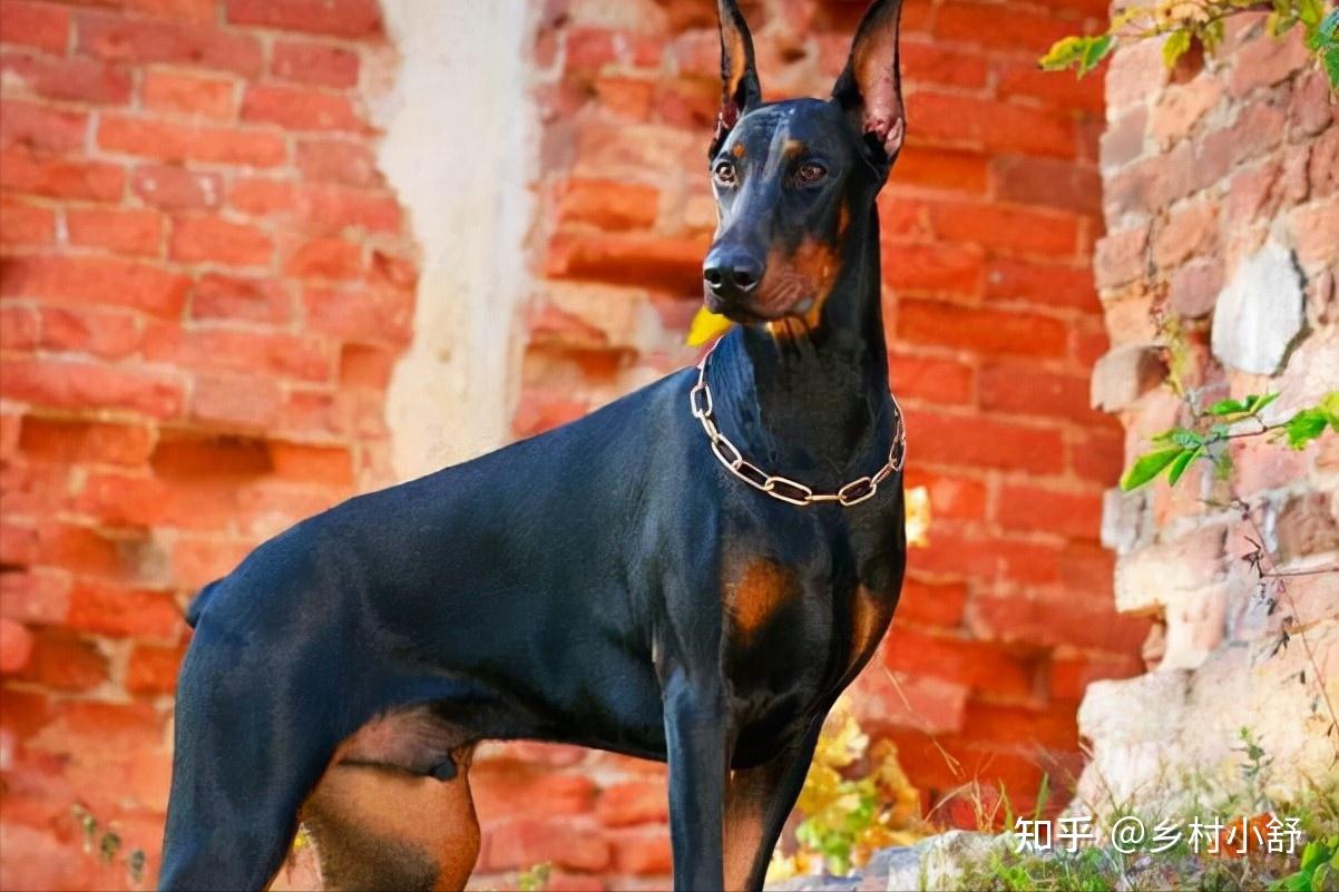世界上被明令禁养的6大最凶猛的犬种，见到躲远点！保护好生命 - 知乎