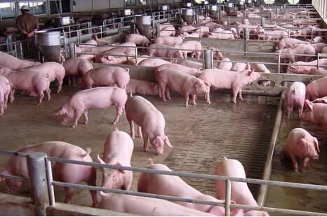 宝博体育- 宝博体育官网- 宝博体育APP下载 BaoBoSports已是四面楚歌！养殖业正面临史无前例的大挑战