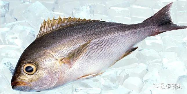 trilineatum】,日语假名为イサキ(isaki),来自鲈形目石鲈科矶鲈属