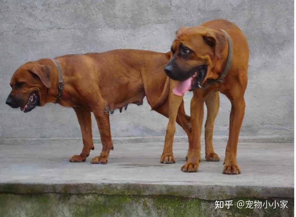 土佐犬剪耳图片图片