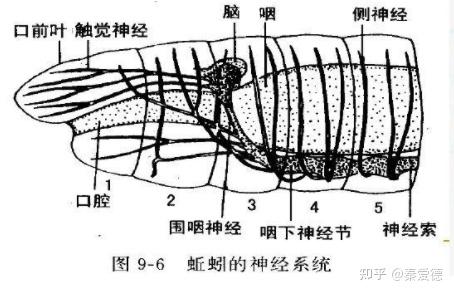 因为环节动物身上