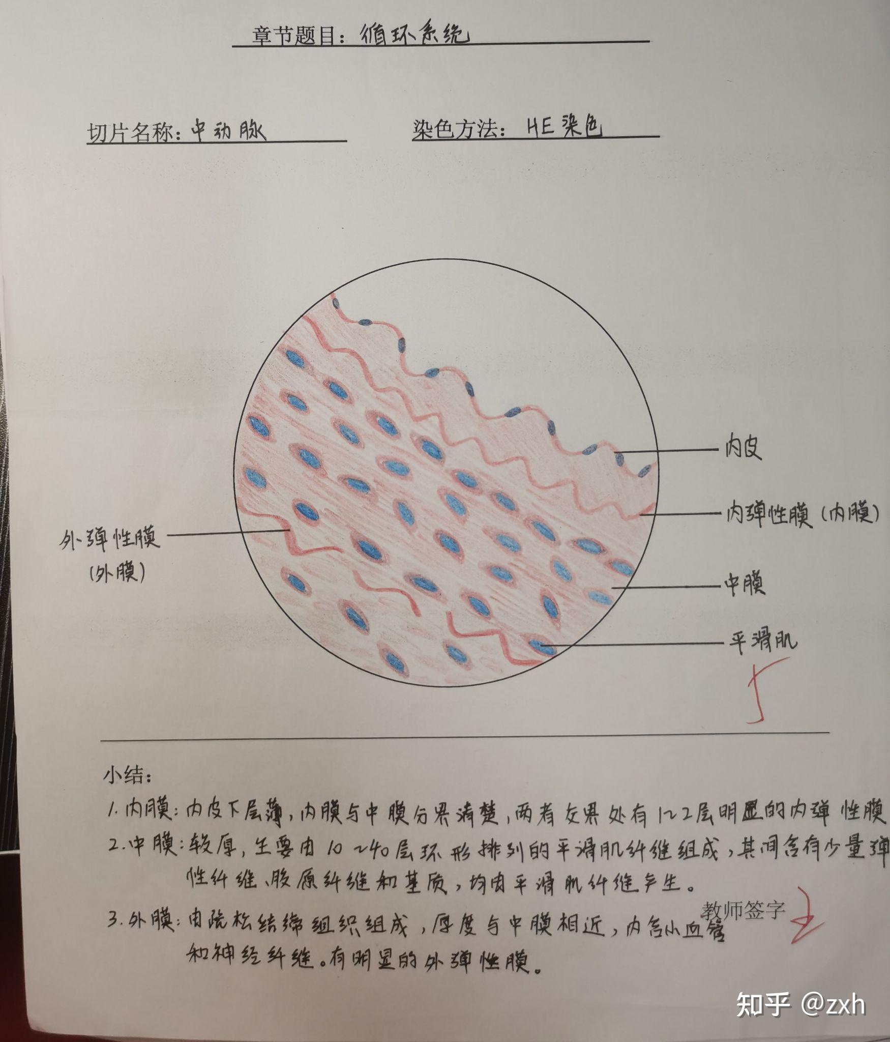 组胚睾丸画图图片