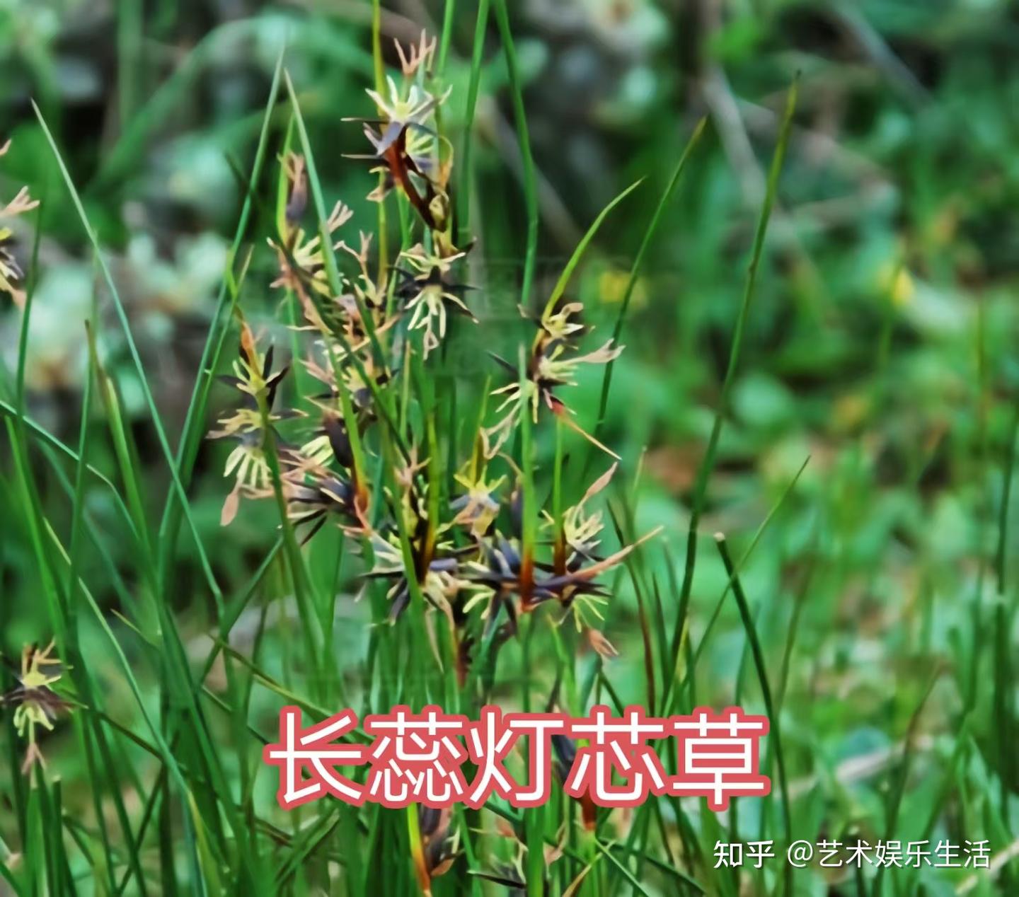 灯芯草科的6种代表植物 - 知乎