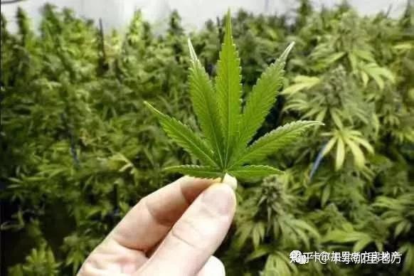 全攻略 之加拿大大麻合法化不完全攻略 知乎