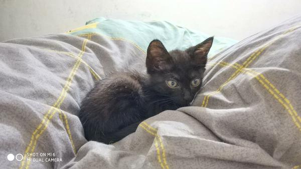 猫憋尿会不会尿道炎 怎么知道猫有没有憋尿 上海轩冶木业有限公司