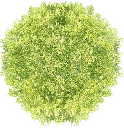 如何快速解决总平面图批量种树和点草ps技巧平面植物图库素材分享