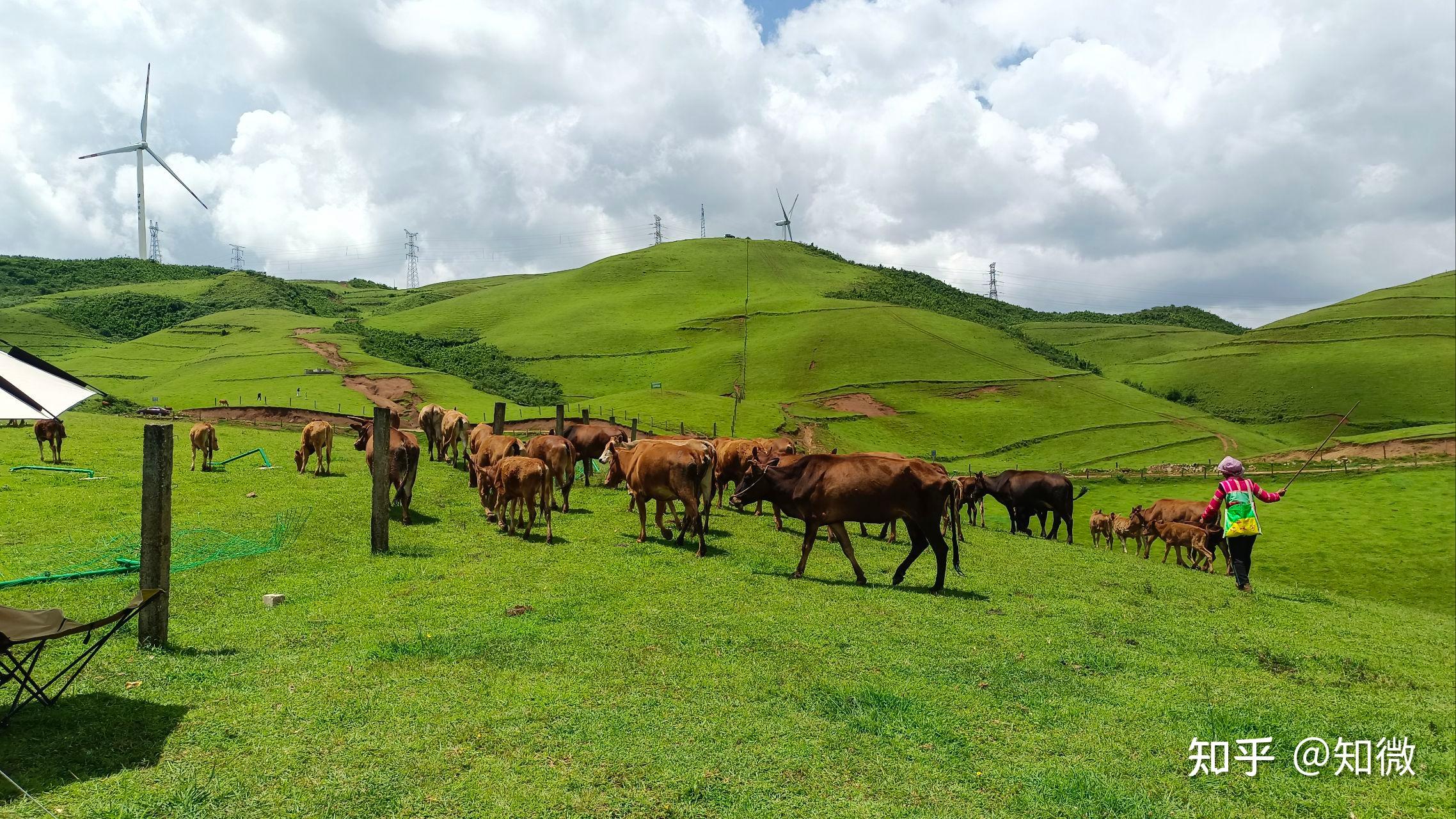 南国草原露营记