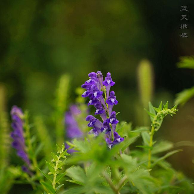 植物上看双黄连是啥