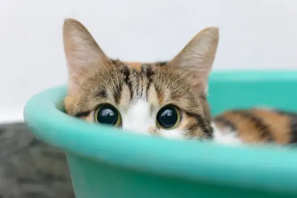 猫咪肠道菌群失调可发展为败血症！？养护3大Tips请查收- 知乎