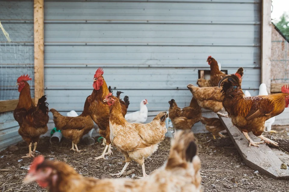 养殖行业严抓环保智慧养鸡让你增产环保两不误