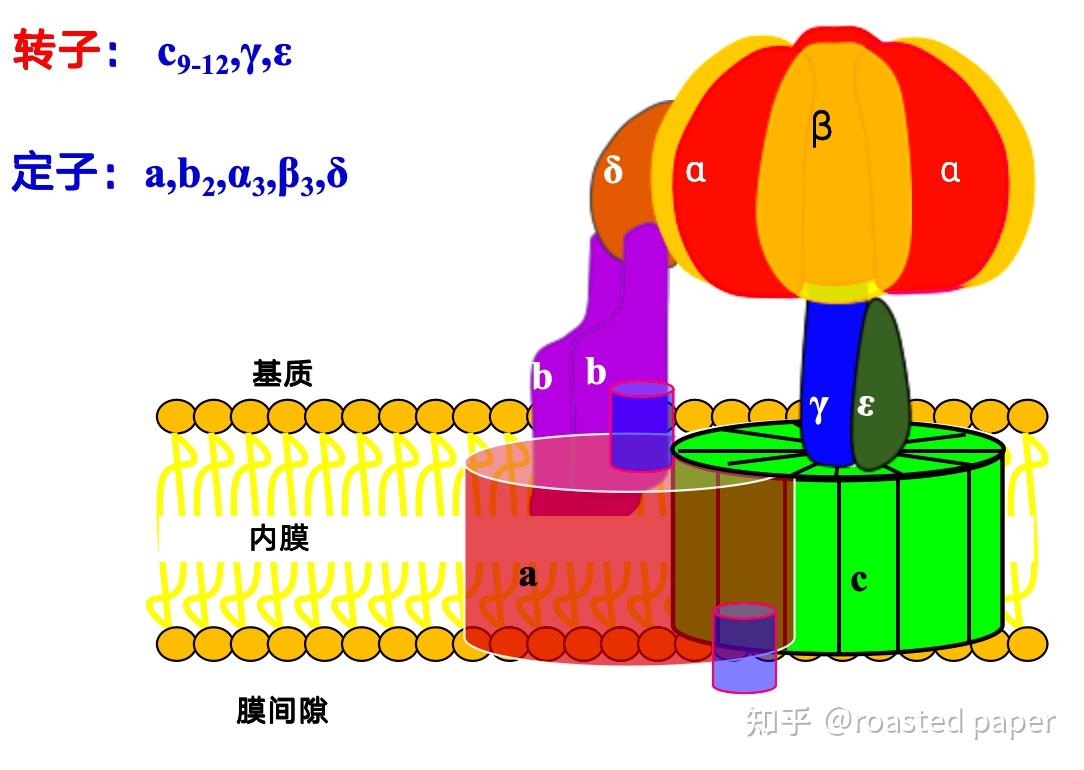 生化与分子生物学——代谢篇之生物氧化 - 知乎