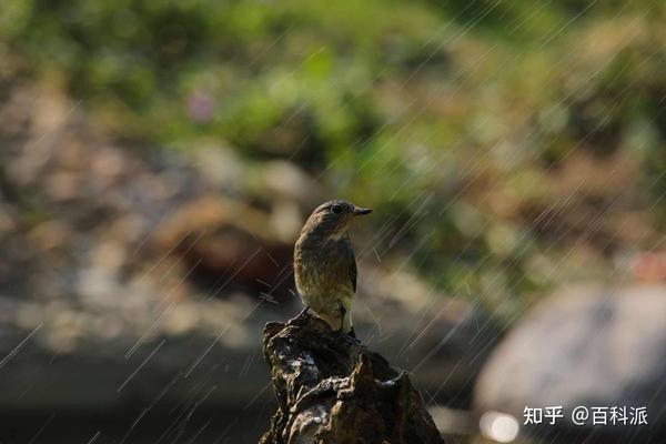 “露天朝上”的鸟窝,下雨时鸟怎么躲雨?有什么避雨技巧吗? - 知乎