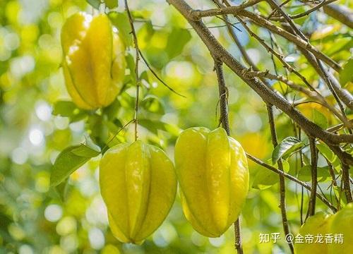 香精与香料(171)—杨桃 - 知乎