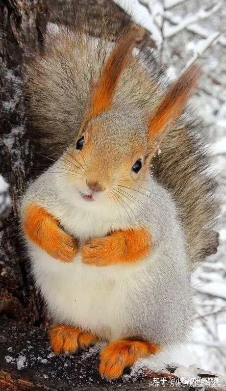 新宠到家宠物圈萌新松鼠品种介绍