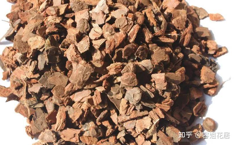 养君子兰,一定要用“松树皮”?听老花匠透露了3点,我恍然大悟 - 知乎