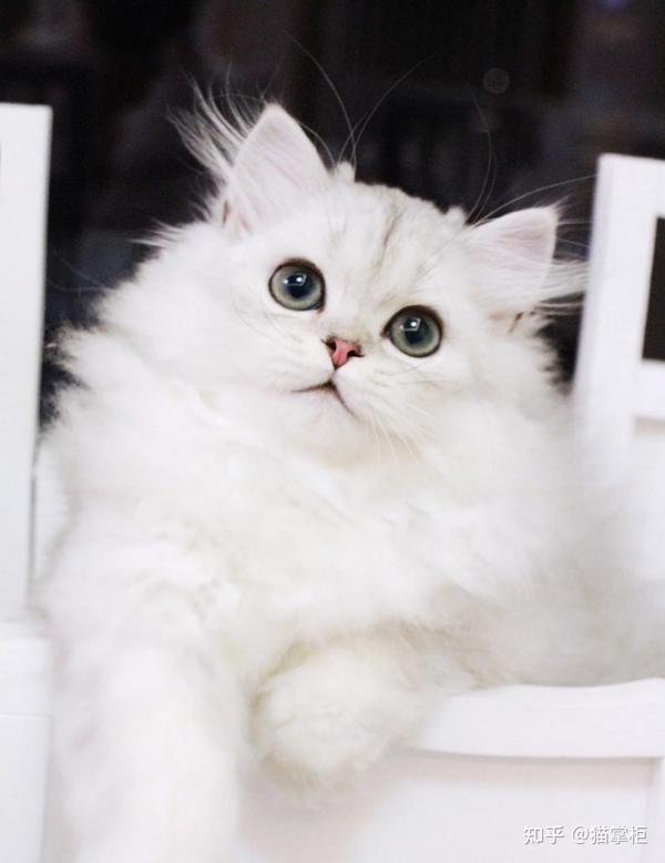 品种溯源识别系列之：金吉拉猫 - 知乎