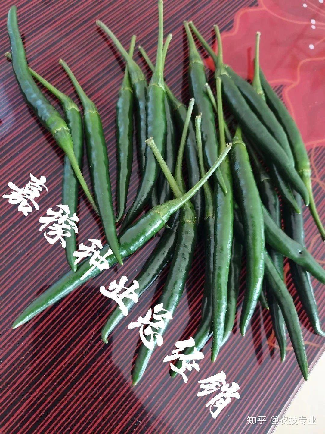 最前沿大果艳红辣椒品种—泰国香艳 - 知乎