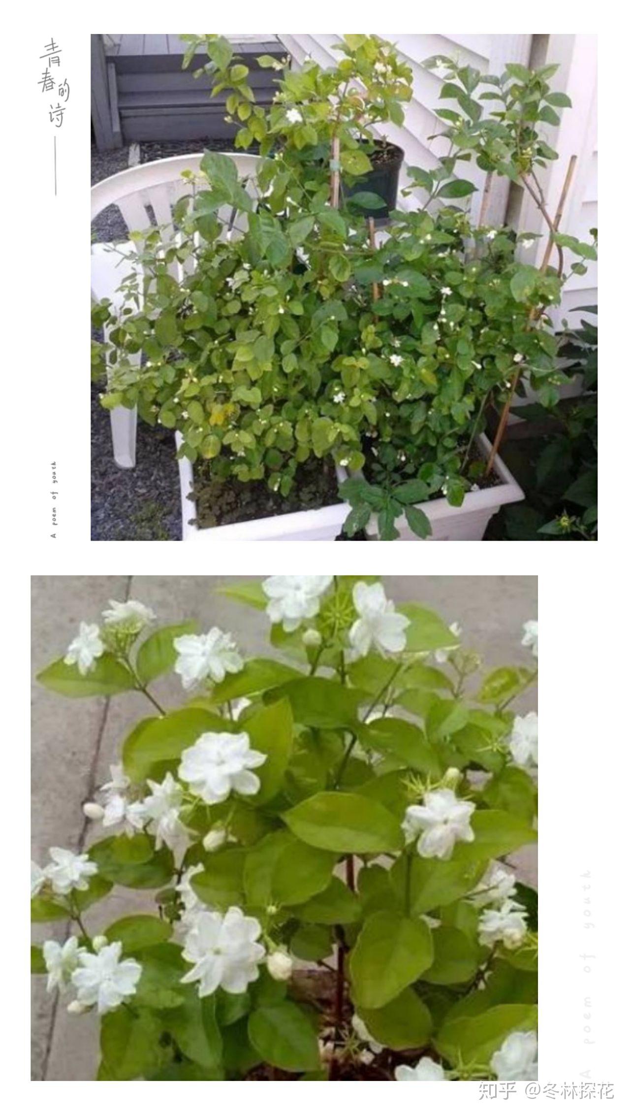 盆栽花卉养殖知识 v2-b63d8f637e108e8abde85868e02db776_r.jpg