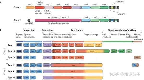 中国学者发现的迷你版CRISPR-Cas基因编辑系统，有何精巧之处？ - 知乎