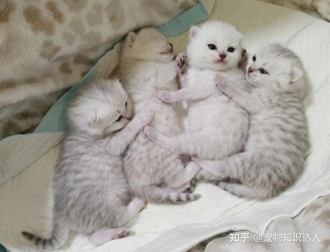 猫妈妈喜欢把小猫叼给你,说明有事跟你说! - 知乎