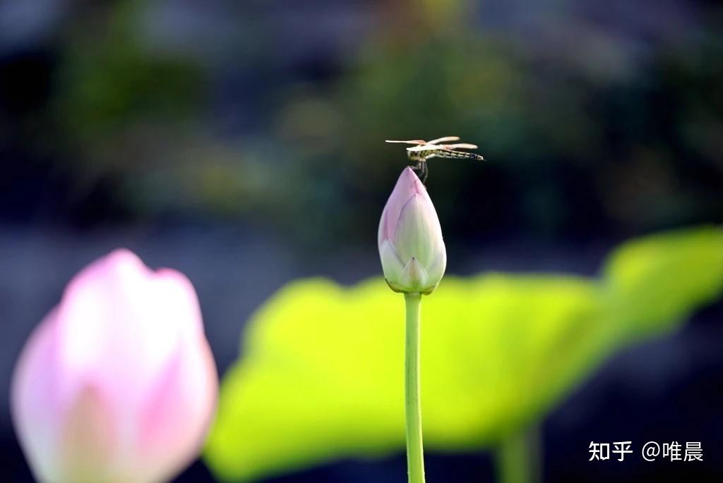 清心寡欲得宁静