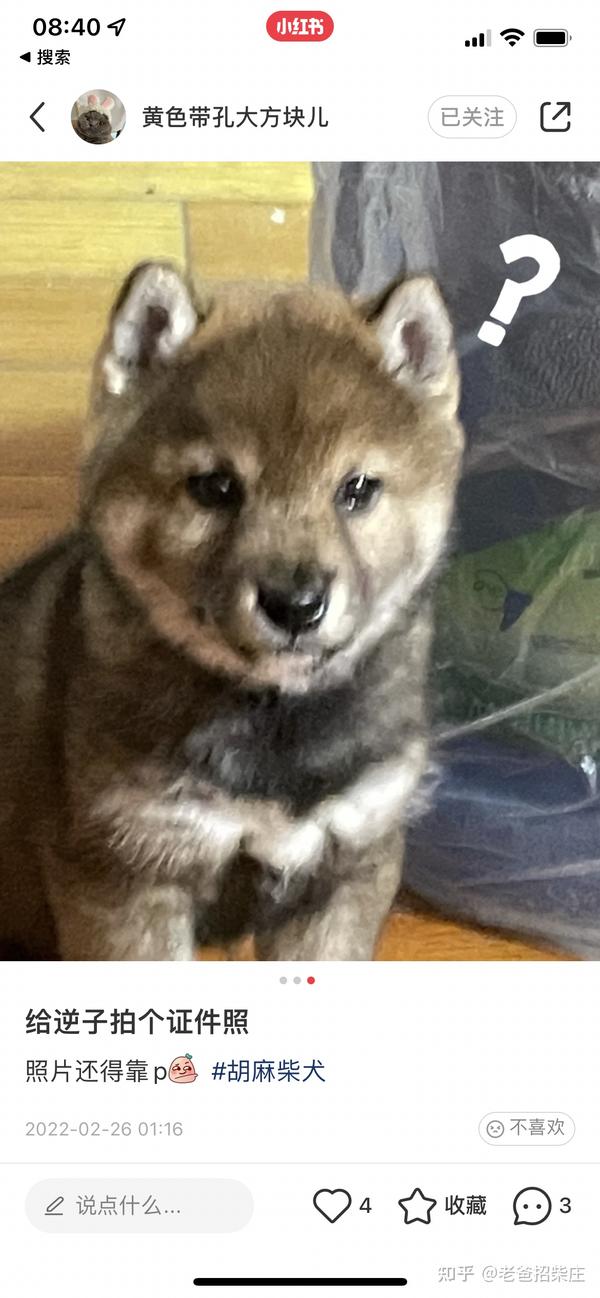 胡麻柴 柴犬中最难繁育的颜色 知乎 胡麻柴 柴犬中最难繁育的颜色 知乎