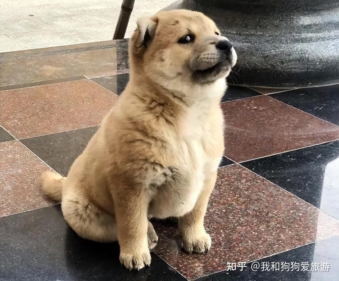 辟谣！土狗并不土，以下几种土狗颜值超高！ - 知乎
