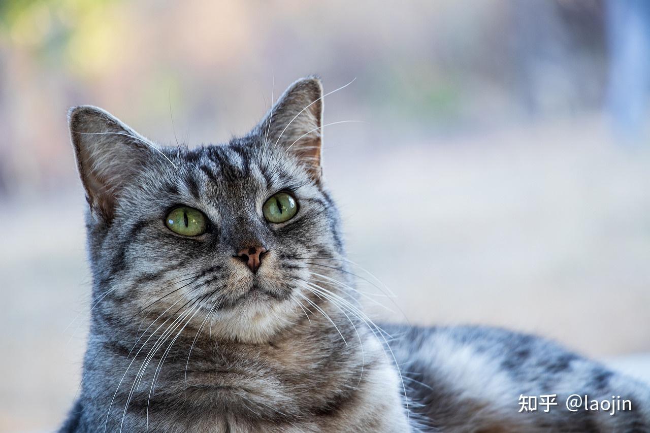 如何正确判断母猫的发情期? - 知乎