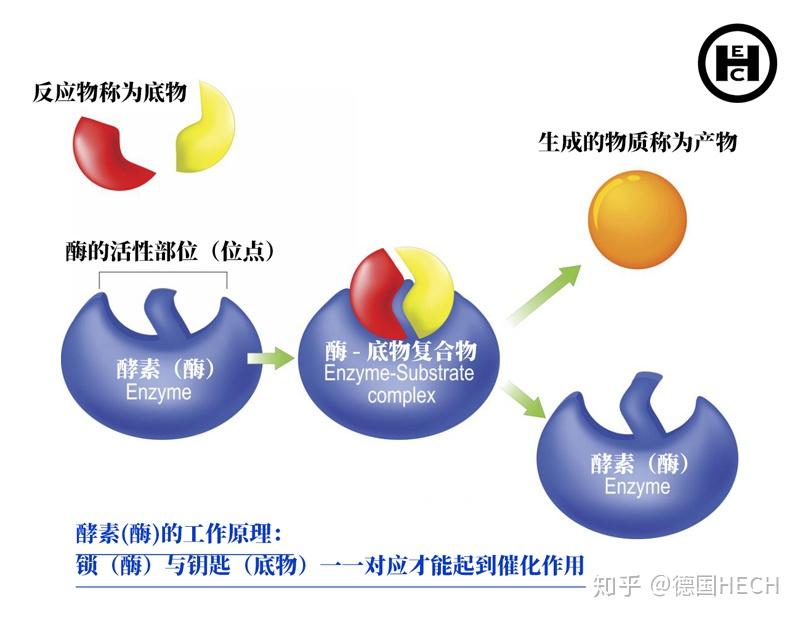 在这个模型中,酶的活性部位是一种特定的形状,只有适配的底物才能装入