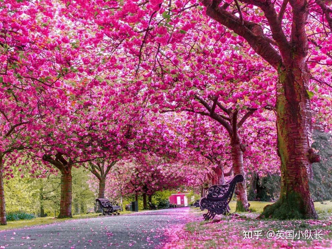 谢菲尔德，英国，公园，绿树成荫，樱花，道路，台阶，春天 640x1136 iPhone 5/5S/5C/SE 壁纸，图片，背景，照片