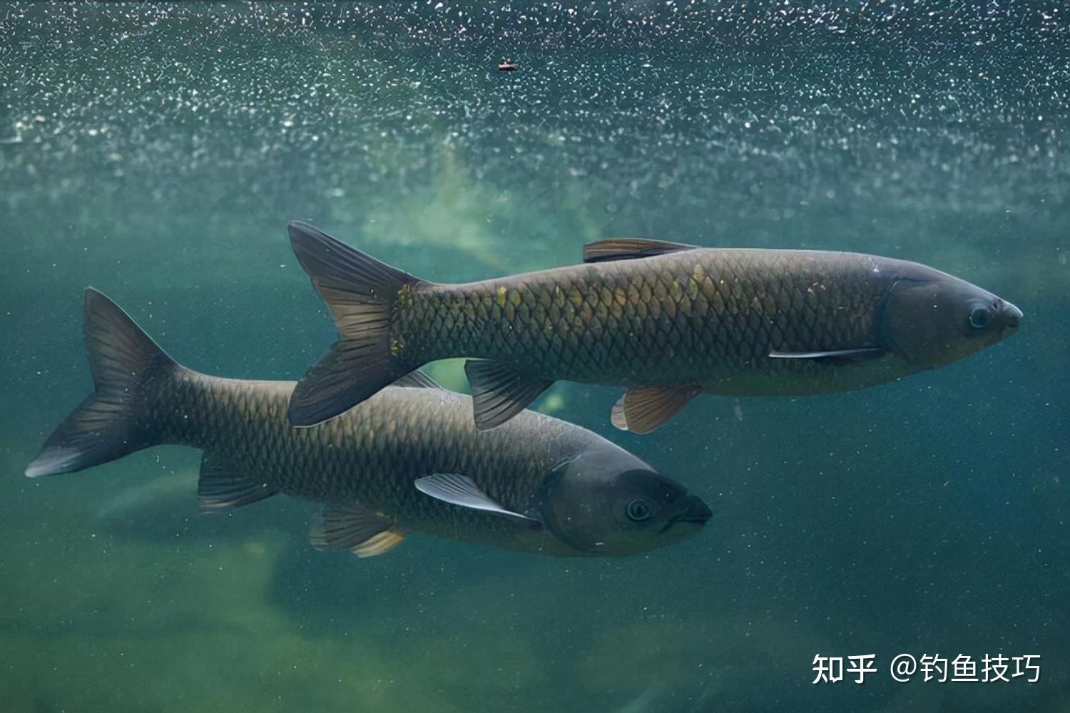 影响钓鱼的4个客观要素,决定了能否钓到鱼 - 知乎