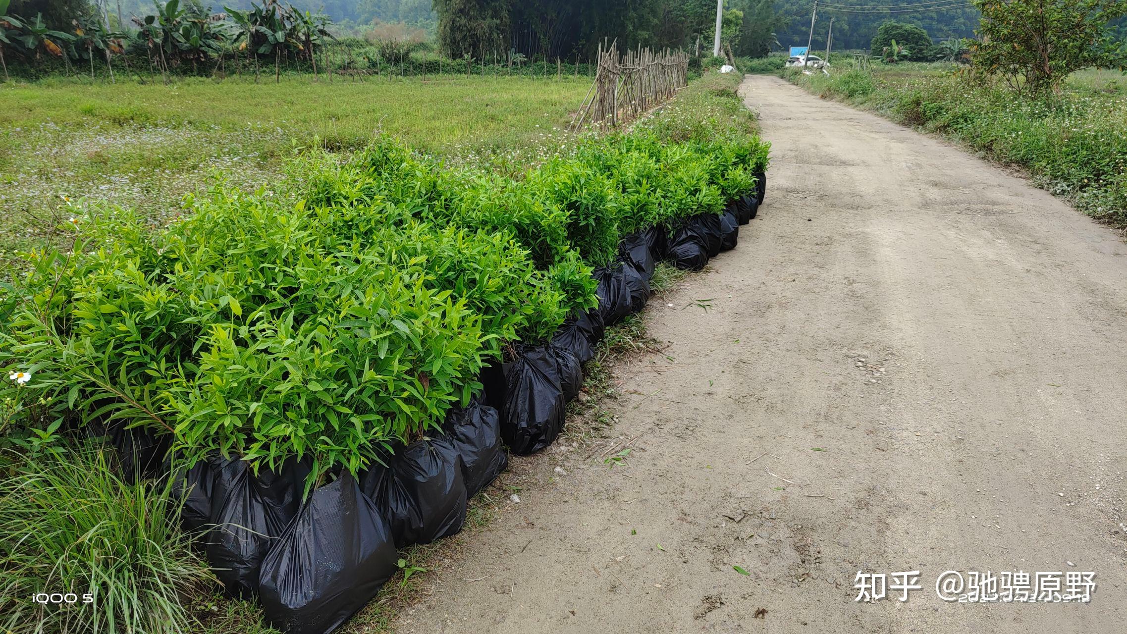 2022年春季檀香苗 - 知乎