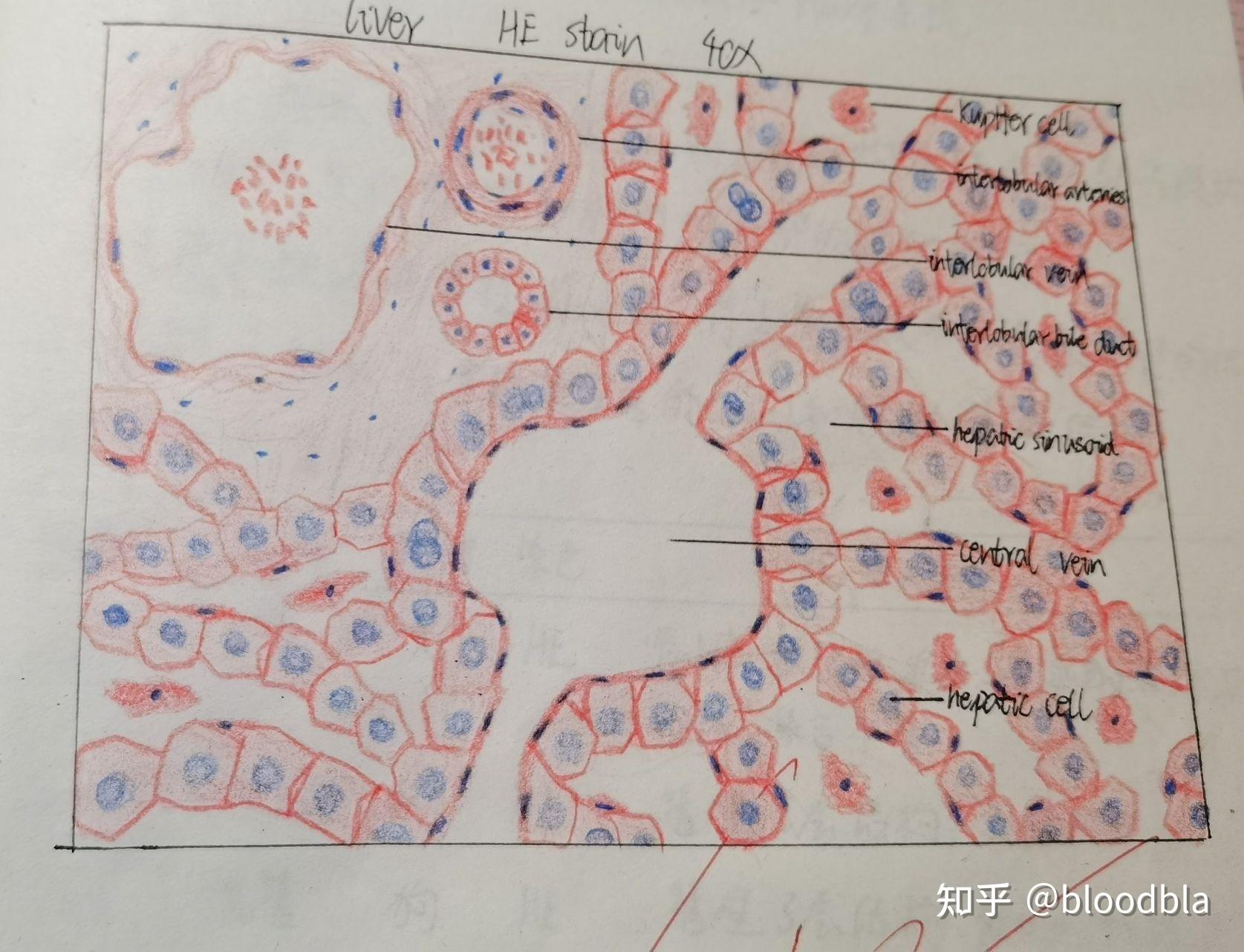 紀錄組胚紅藍鉛筆繪圖留作紀念