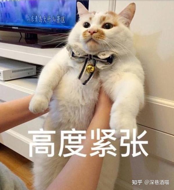 鲍鱼这么美味的食物 可惜猫咪却不能吃 知乎