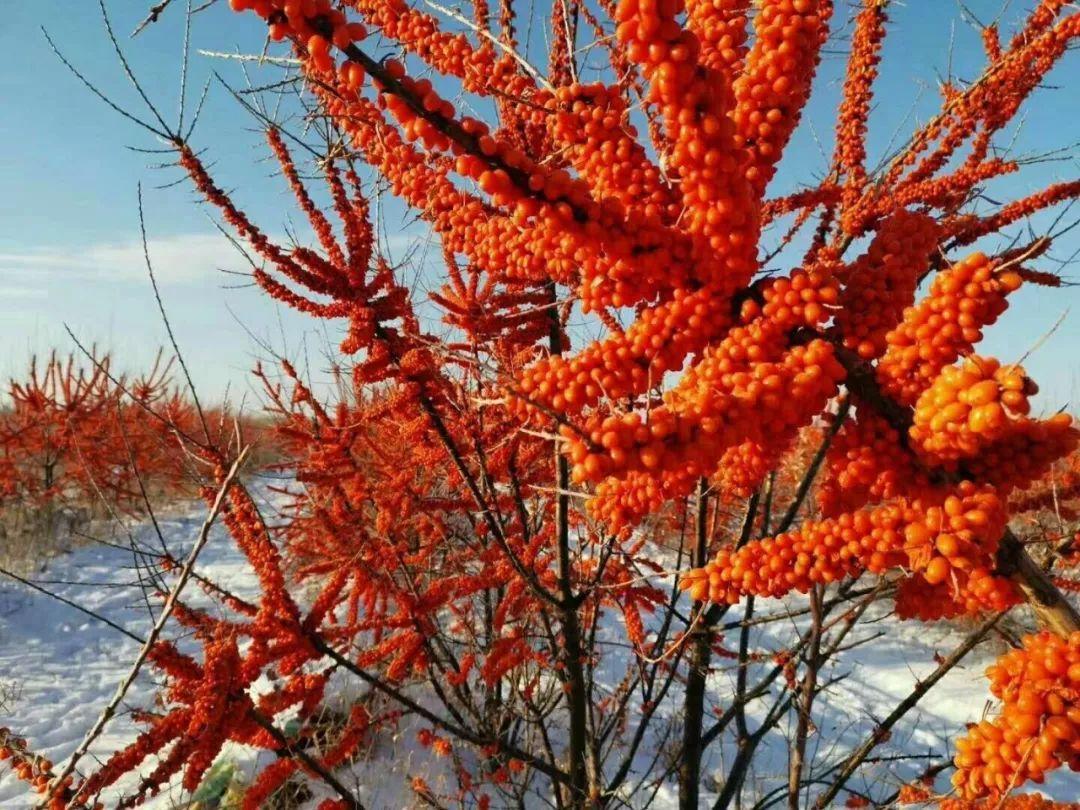 棘之恋沙漠里的vc之王沙棘