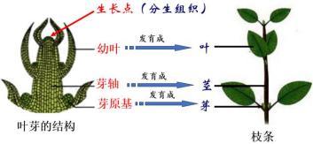 植株的生长-备战中考生物考点一遍过 - 知乎