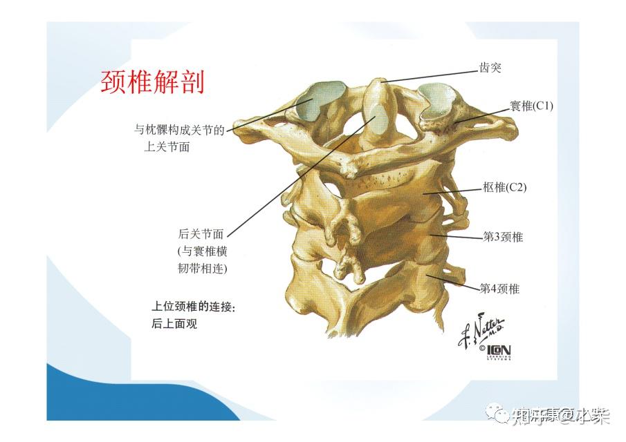 颈椎椎间孔图片图片