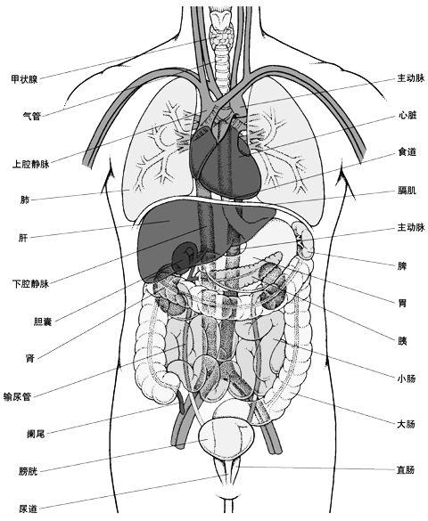 人体器官全图,错过就后悔啦 - 知乎