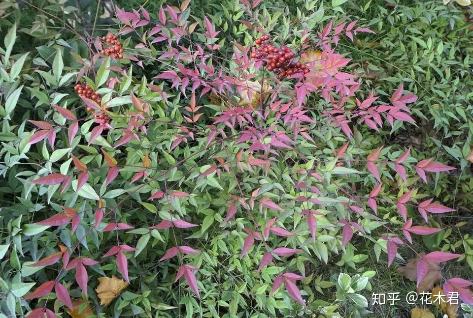 盆景“十八学士”之南天竹的种类鉴赏 - 知乎