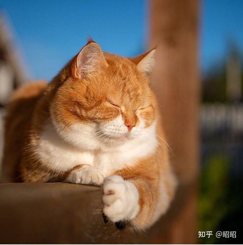 大橘为重之橘猫为什么那么能吃？ - 知乎