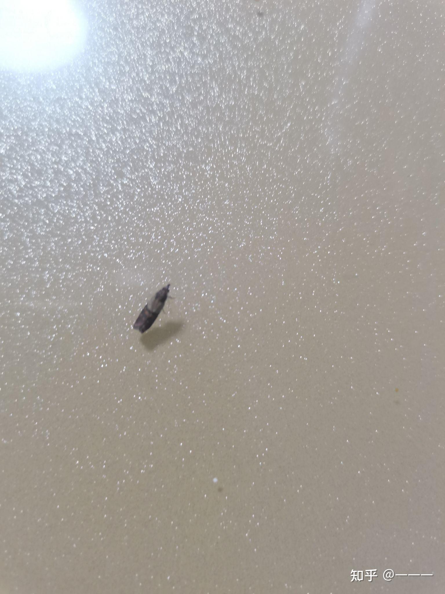 家里常见的小飞虫图片
