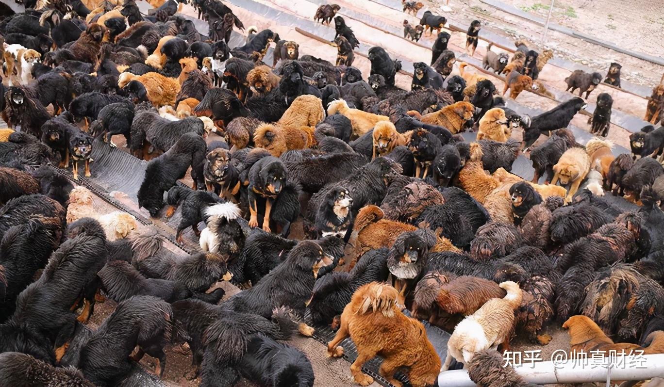 从4000万一只到沦为火锅食材是谁戳破了藏獒市场的泡沫