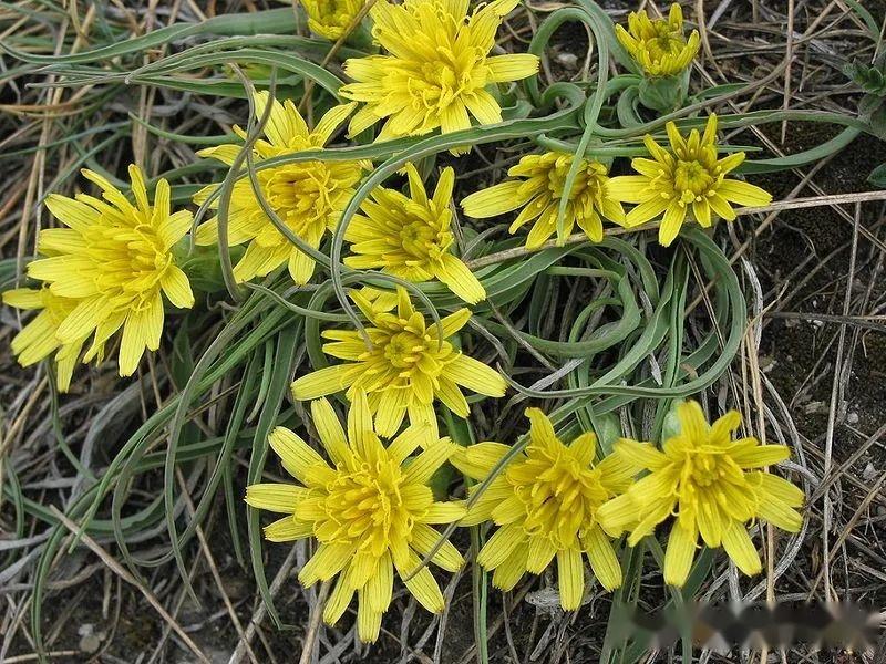 菊科—舌状花亚科(二):还阳参