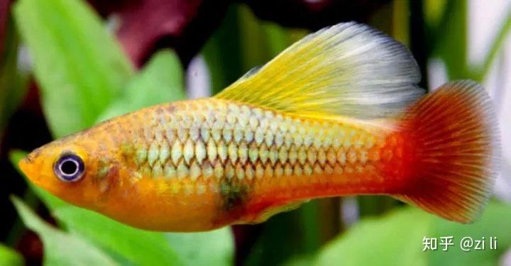牡丹鱼花鳉科:牡丹鱼,原产北美洲墨西哥,危地马拉等江河流域.