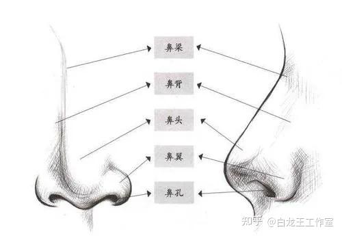 从鼻形来看财运 有财有库的好命鼻 - 知乎